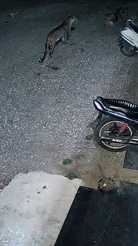 Rahata : राहाता तालुक्यात बिबट्यांचा मुक्तसंचार, स्थानिकांमध्ये दहशत