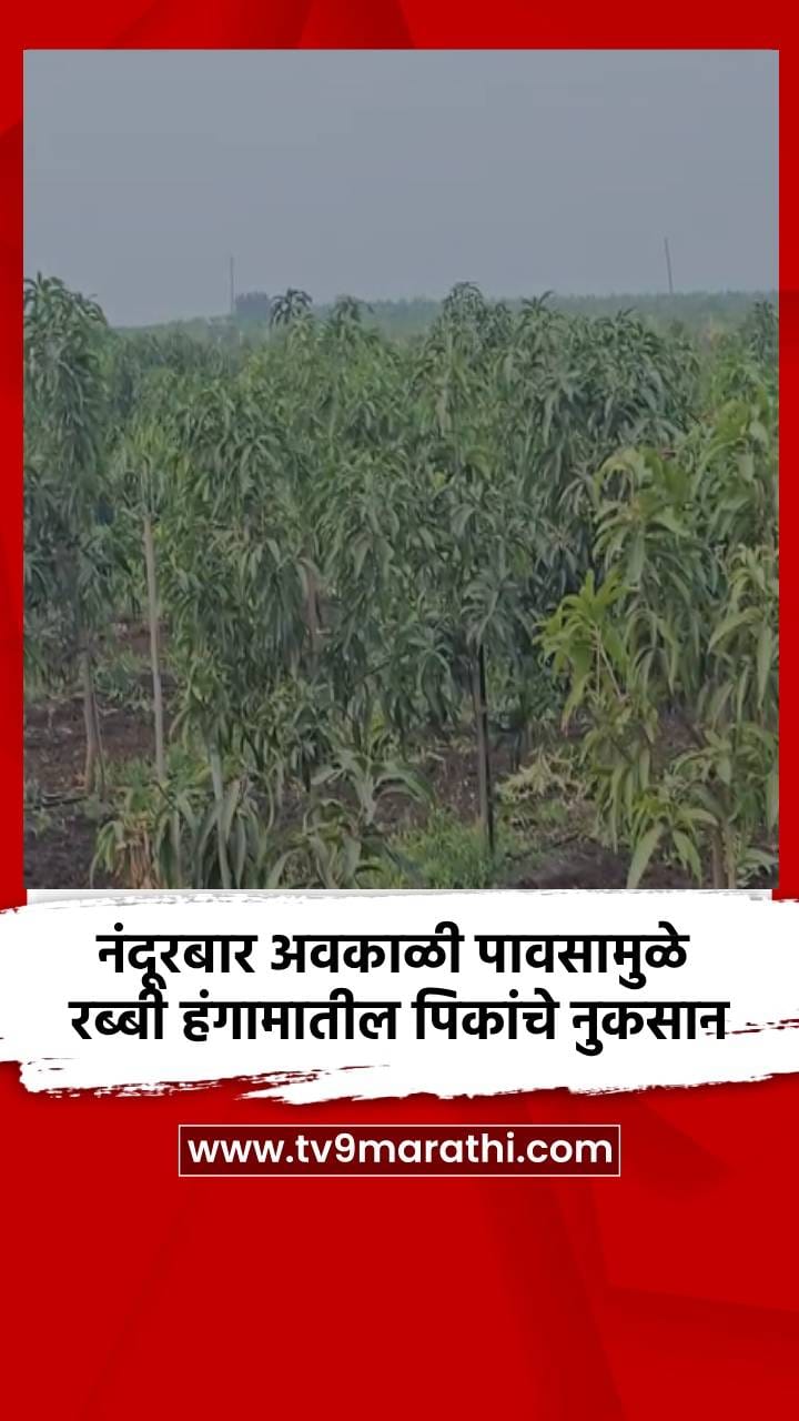 नंदूरबार अवकाळी पावसामुळे रब्बी हंगामातील पिकांचे नुकसान