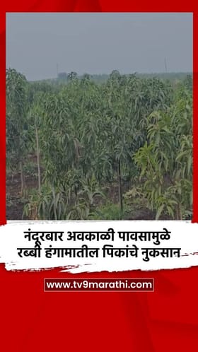 नंदूरबार अवकाळी पावसामुळे रब्बी हंगामातील पिकांचे नुकसान