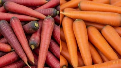 लाल की केशरी? कोणत्या रंगाचा गाजर शरीरासाठी फायदेशीर? खरेदी करण्याआधी जाणून घ्या महत्त्वाची गोष्ट