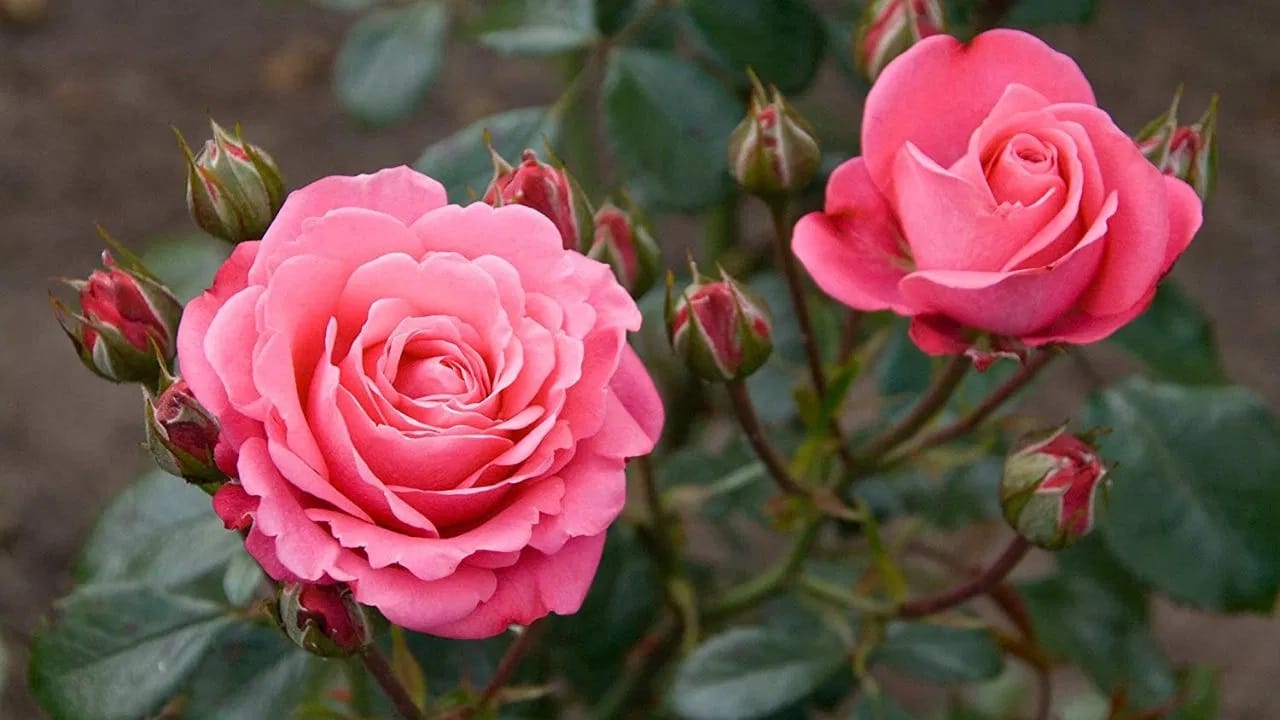 गुलाब वाढवण्यासाठी सर्वोत्तम जागा म्हणजे तुमची बाल्कनी किंवा तुमच्या घराचा नैऋत्य कोपरा. म्हणजे ते नैऋत्य दिशेने लावा.  खरं तर, लाल फुलांची झाडे ठेवण्यासाठी दक्षिण दिशा देखील एक शुभ दिशा आहे. असे मानले जाते की यामुळे घरमालकाची सामाजिक प्रतिष्ठा वाढते आणि चांगले कौटुंबिक संबंध वाढतात.  