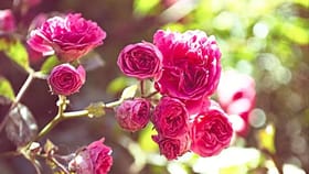 घराच्या अंगणात गुलाबाचे रोप लावणे शुभ की अशूभ? या 2 बाजू काय सांगतात?.