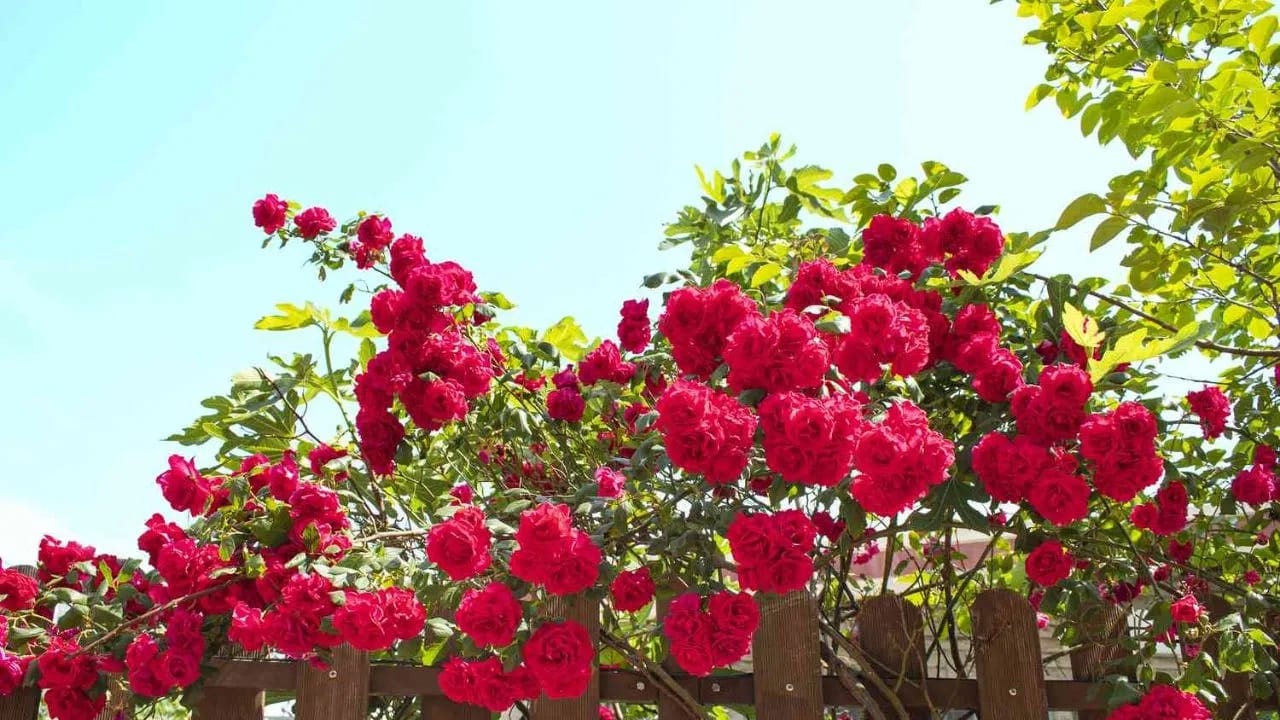 घरासमोर गुलाबाचे झाड लावल्याने घरात वाद होऊ शकतात. त्यामुळे लोकांमध्ये गोंधळ निर्माण होतो आणि कधीकधी मतभेदही होऊ शकतात. खरं तर, घरासमोर अशी काटेरी झाडे लावल्याने जीवनात समस्या वाढू शकतात, म्हणून घरासमोर ती लावणे टाळा.