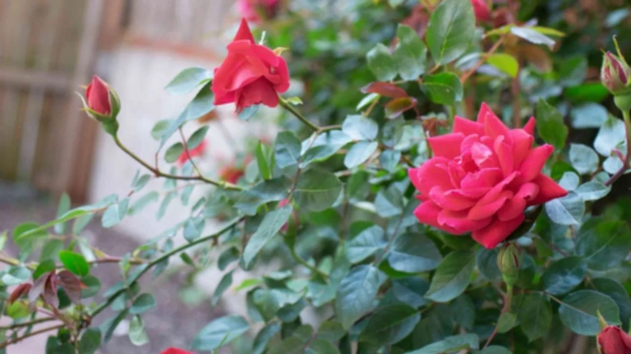 फेंगशुईनुसार, तुमच्या घरासमोर गुलाबाचे झाड लावल्याने सकारात्मक आणि उत्साही वातावरण निर्माण होते. जर ते लाल रंगाचे असेल तर ते अधिक उत्साही मानले जाते. त्याचप्रमाणे, पांढरा गुलाब शांतीचे प्रतीक मानला जाऊ शकतो. म्हणून, ते लावल्याने घर आणि त्यातील रहिवासी आनंदी राहण्यास मदत होते.