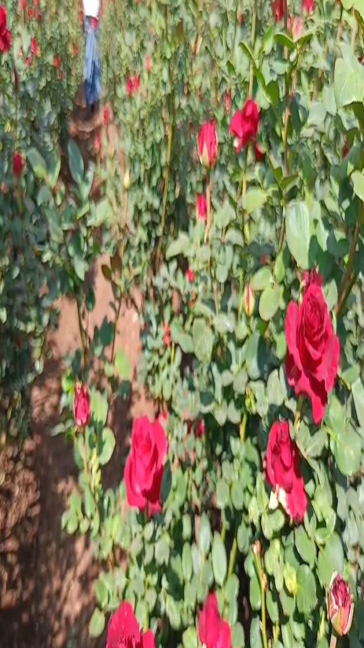 गुलाब आणि आस्टरच्या फुलांची शेती... तरुण वर्षाला कमावतो 7 ते 8 लाख रुपये