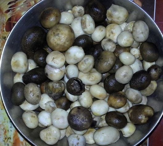 विशेष म्हणजे हे मटण शाकाहारी लोकसुद्धा खाऊ शकतात, असे सांगितले जात आहे. मिळालेल्या माहितीनुसार झारखंडच्या घनगर्द जंगलातरुगडा नावाची एक खास मशरुम आहे. या मशरुमची चव मटणाप्रमाणेच लागते.