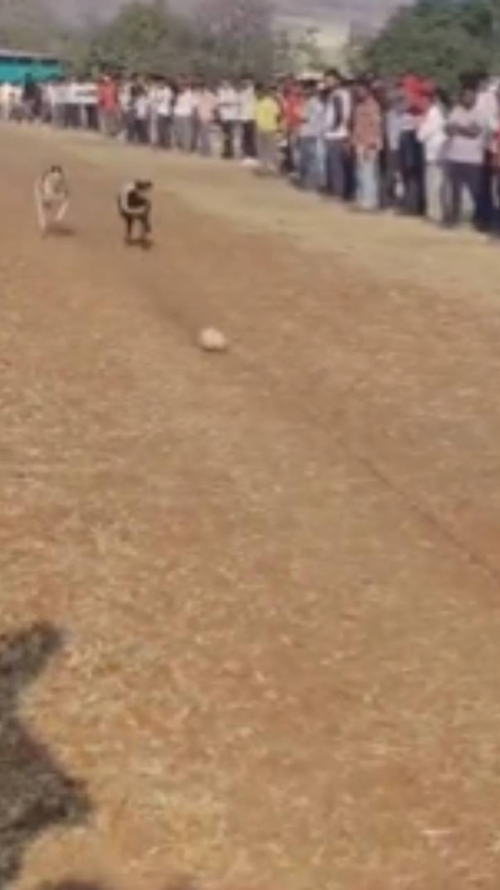 साताऱ्यातील औंध येथे श्री यमाई देवी यात्रेनिमित्त श्वान शर्यतीचे आयोजन करण्यात