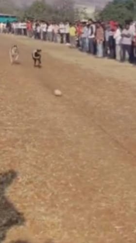 साताऱ्यातील औंध येथे श्री यमाई देवी यात्रेनिमित्त श्वान शर्यतीचे आयोजन करण्यात