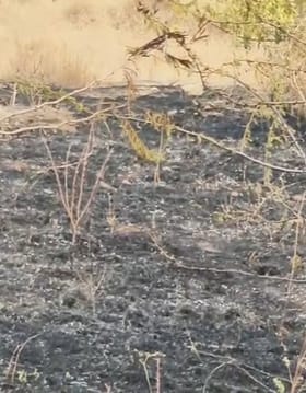 बीड - सिने अभिनेते सयाजी शिंदे यांनी उभारलेली सह्याद्री देवराई जळून खाक.