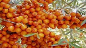 जगातील एक दुर्मीळ फळ, जे खाताच ताकद वाढते, मोदींनी नाव घेताच ट्रेंडिंग.