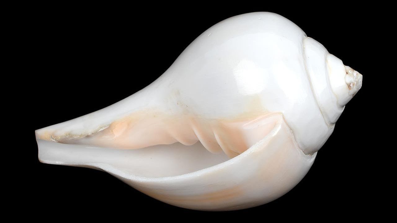 असे मानले जाते की, ज्या घरात शंख असतो आणि जिथे त्याची पूजा केली जाते तिथे माता लक्ष्मीचा सदैव वास असतो. शंखाचा आवाज जिथपर्यंत पोहोचतो, तिथपर्यंतचे वातावरण शुद्ध होते.