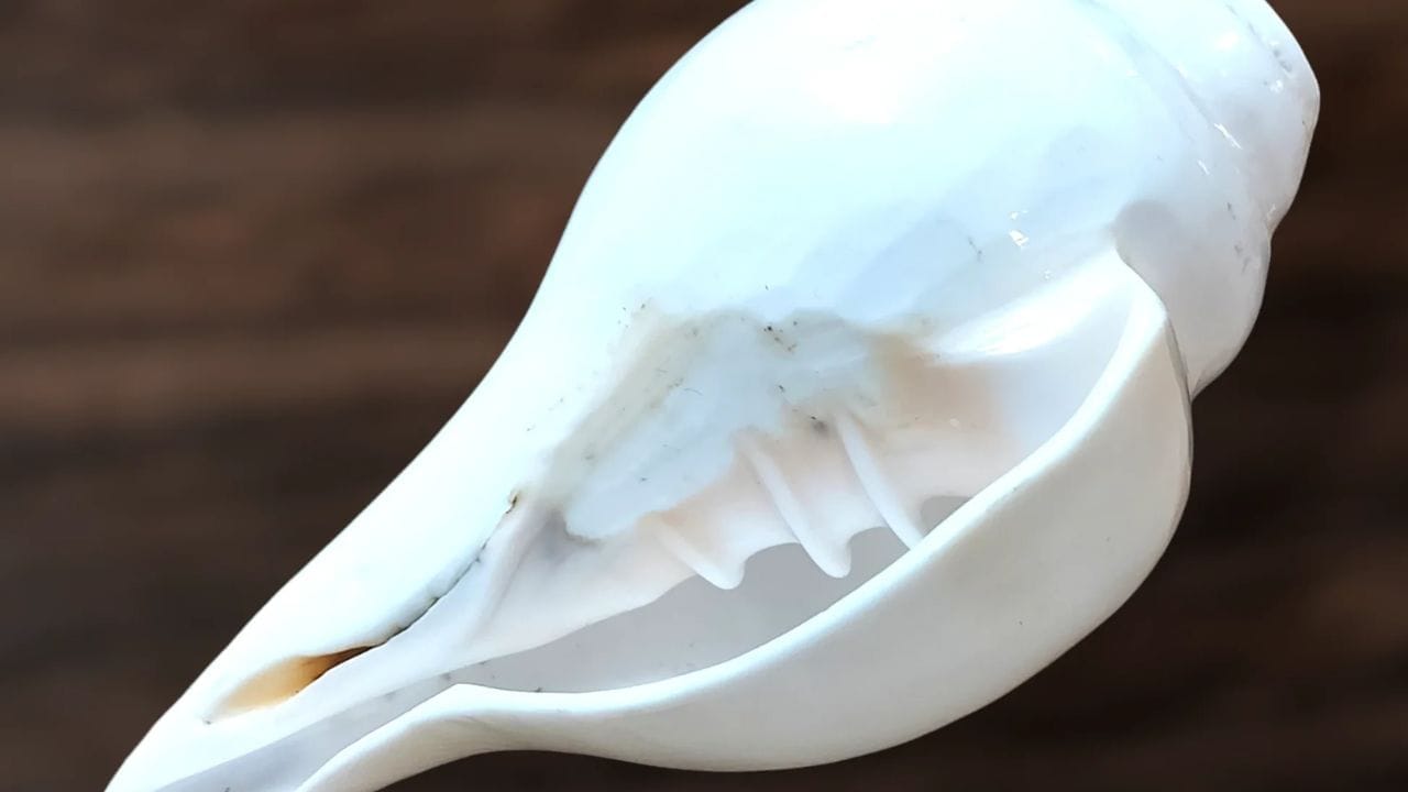 शंख कधीही थेट जमिनीवर ठेवू नका. तो नेहमी स्वच्छ कापडावर किंवा स्टँडवर ठेवावा. चुकूनही शंखाने शिवलिंगाला जलाभिषेक करू नका. तसेच, एका घरात कधीही दोन शंख एकत्र ठेवू नयेत.