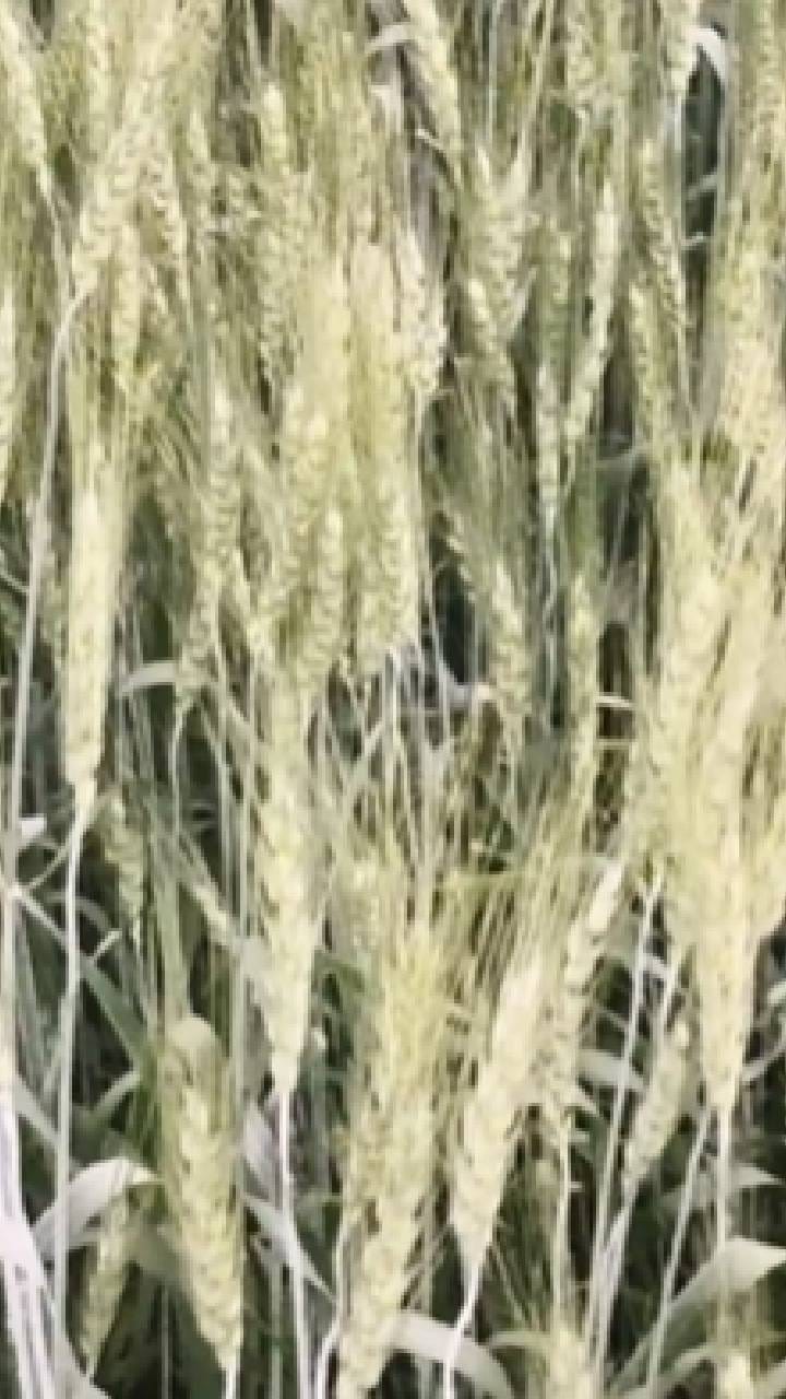 आठ दिवसांत तापमानात मोठी घसरण; हुडहुडी..