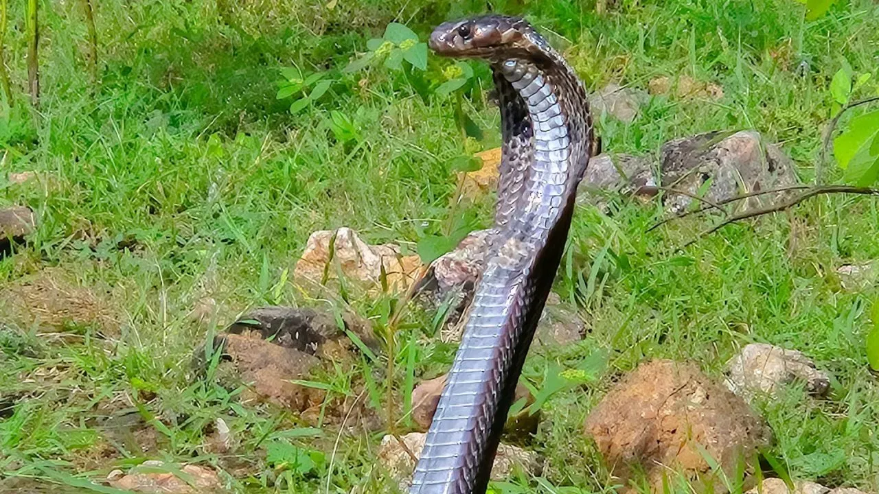 इंडोनेशिया : इंडोनेशियामध्ये सापाच्या मांसाचा वापर अन्नासोबतच औषध म्हणूनही केला जातो. कोब्रा (नाग) सापाचे मांस आणि त्याचे रक्त त्वचाविकार, दमा आणि पुरुषशक्ती वाढवण्यासाठी तिथे वापरले जाते. जकार्तासारख्या शहरांत सापाच्या मांसाचे कबाब विकले जातात.