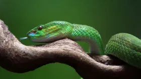 GK : कोणत्या देशांमध्ये सापाचे मांस लोकप्रिय आहे? वाचा यादी.