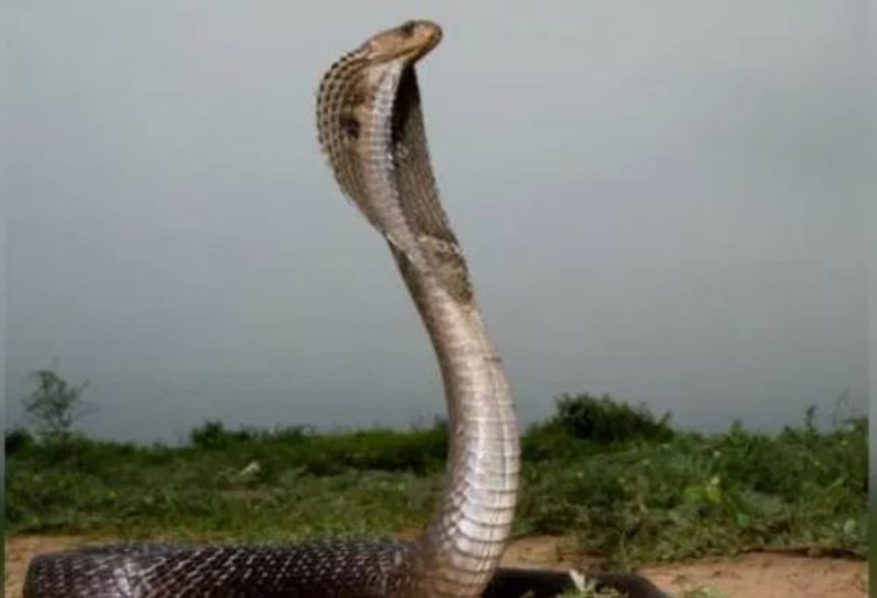 सापांचं विश्व हे फारच चमत्कारिक असतं. या जगात सापाच्या अनेक प्रजाती आहेत. यातील काही प्रजाती या विषारी आहेत तर काही विषारी नसतात. परंतु लोक प्रत्येक सापाला घाबरतात. त्यामुळे साप दिसला की अगोदर त्याला मारण्याचा प्रयत्न केला जातो. 