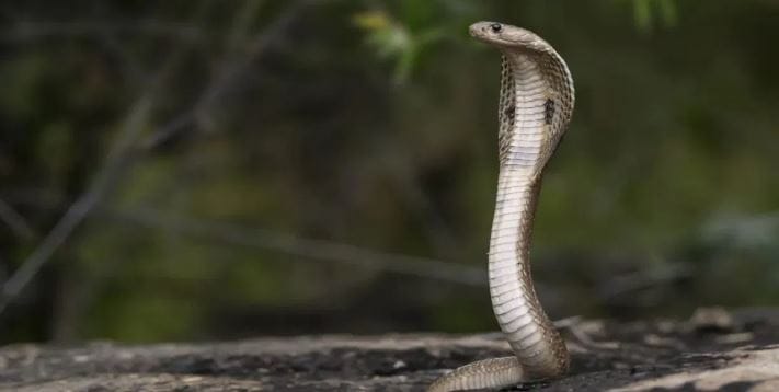 एकाच प्रजातीचे साप एकमेकांना चावले की त्या सपांच्या विषाचा प्रभाव जवळपास होत नाही. कारण त्या विषापासून सुरक्षा व्हावी यासाठी संबंधित सापाच्या शरीरात अगोदरपासूनच प्रतिकारक क्षमता विकसित झालेली असते. 
