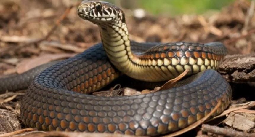 सापांमध्ये सापाच्याच विषापासून बचाव करण्यासाठी प्रतिकाशक्ती तयार झालेली असते. ही प्रतिकारशक्ती जन्मत:च नसते. परंतु साप जसा-जसा मोठा होतो, तसे-तसे या क्षमतेचा विकास होतो. त्यामुळेच अनेकदा एखाद्या सापाने दंश केला तरी दुसरा साप मरत नाही. 