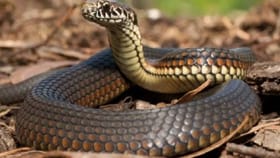 एक साप दुसऱ्या सापाला चावला तर काय होईल? वाचून तुम्हाला धक्काच बसेल!.