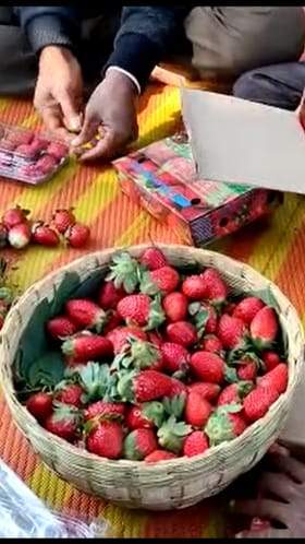 गोड स्ट्रॉबेरीचा कडू अनुभव, नंदुरबारच्या शेतकऱ्याच्या पदरी निराशा.