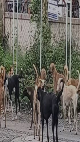 धक्कादायक, काय बोलायचं? आता शिक्षकांना लावलं भटकी कुत्री मोजण्याचं काम.