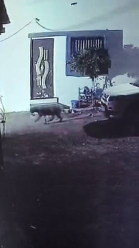 पिंपरी दुमाला येथे मध्यरात्री बिबट्याचा अंगणात प्रवेश..