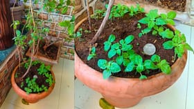 हिवाळ्यात तुळस का सुकते? घरगुती उपाय करा आणि काय होतं पाहा.