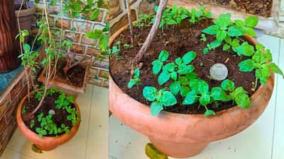 हिवाळ्यात तुळस का सुकते? घरगुती उपाय करा आणि काय होतं पाहा