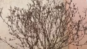 सुकलेली तुळस फेकून देण्याची चूक करू नका, आजच करा एक उपाय.