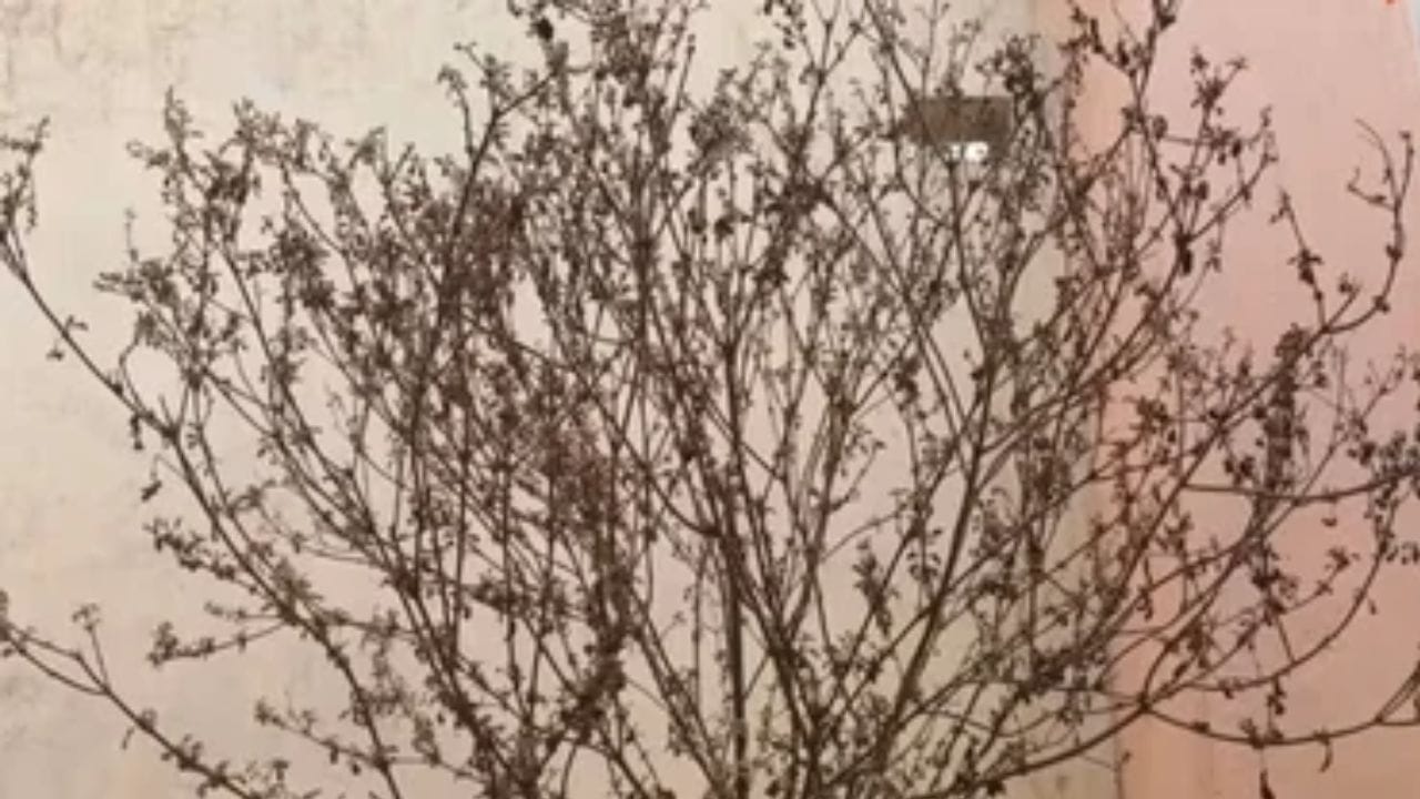 हिंदू धर्मात तुळशीच्या रोपाला अत्यंत पवित्र आणि पूजनीय मानले जाते. धार्मिक महत्त्वासोबतच औषधी गुणांमुळे तुळशीला प्रचंड महत्त्व असते. मात्र, अनेकदा योग्य काळजी घेऊनही तुळशीचे रोप सुकते. अशा वेळी अनेक जण सुकलेले रोप फेकून देतात.