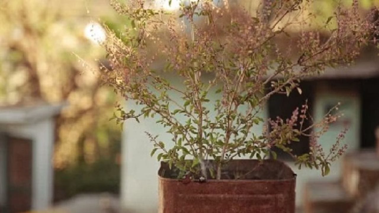 परंतु धार्मिक शास्त्रानुसार वाळलेली तुळस फेकून देणे अशुभ मानले जाते. जर तुमच्या घरातील तुळस सुकली असेल, तर ती फेकून देण्याऐवजी तुम्ही खालील पद्धतीने तिचा पुनर्वापर करू शकता.