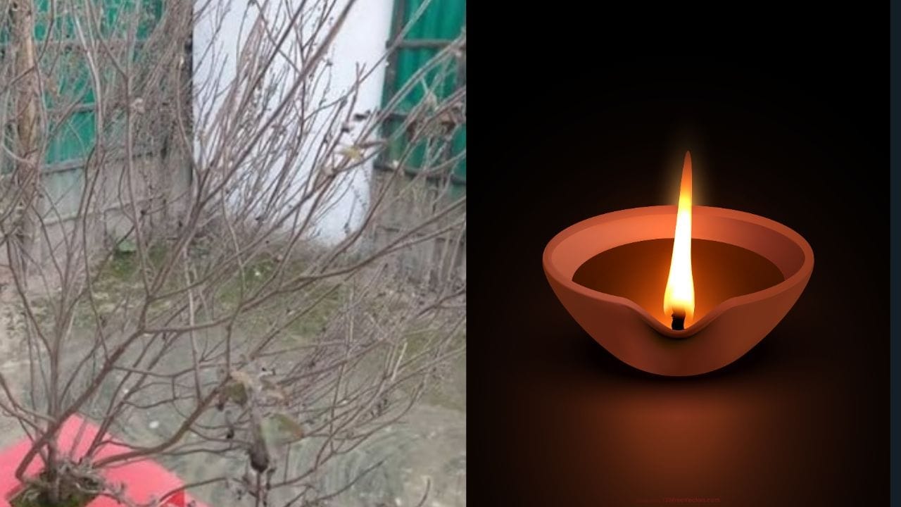 सुकलेल्या तुळशीची पाने आणि फांद्या फेकून न देता त्यांचा खत म्हणून वापर करा. वाळलेली पाने हाताने कुस्करून त्याची पावडर करा आणि ती कुंडीतील मातीत मिसळा. यामुळे मातीचा पोत सुधारतो आणि इतर झाडांची वाढ जोमाने होते.