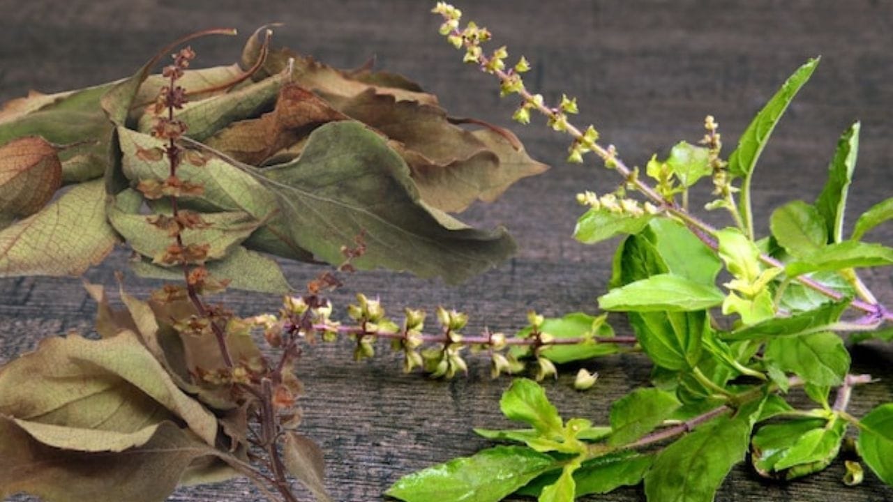 वाळलेल्या तुळशीवर असलेल्या मंजिरी (बिया) गोळा करा. या बिया पुन्हा कुंडीत पेरल्यास त्यातून नवीन आणि निरोगी तुळशीचे रोप तयार होऊ शकते. जुन्या रोपाचे विसर्जन करण्यापूर्वी त्याच्या बिया जतन करणे हा सर्वात उत्तम मार्ग आहे.