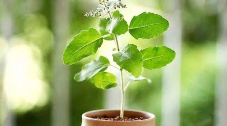 हिंदू धर्मात तुळस खूपच पवित्र मानले जाते. हिंदू धर्मात तुळशीची पूजा केली जाते. तुळशीच्या रोपाला लक्ष्मी माता असते असे सांगितले जाते. मान्यतेनुसार तळशीचे रोप घरात ठेवल्यास सकारात्मक उर्जा संचारते. त्यामुळे कुटुंबात सुख आणि शांतता नांदते. परंतु तुळशीचे झाड घरात ठेवताना अनेकजण काही चुका करतात. 