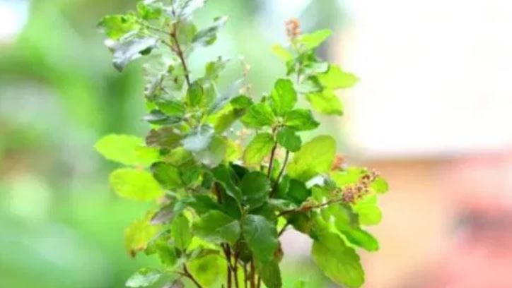 वास्तूशास्त्रानुसार घरात लावलेली तुळस सुकून गेली तर तुमच्या कुटुंबाला कोणाचीतरी नजर लागलेली आहे, असे समजावे. सुकलेली तुळस म्हणजेच घरात नकारात्मकतेचा प्रवेश असा त्याचा अर्थ काढता येतो. घरात असलेली तुळस सुकली तर तो पितृदोषाचा संकेत असतो, असेही म्हटले जाते. 