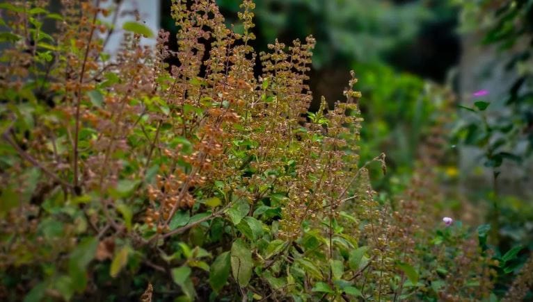 या चुका कोणत्या आहेत ते जाणून घेऊयात. काही जण तुळशीचे झाड घरातील कोणत्याही कोपऱ्यात ठेवून देतात. परंतु ते चुकीचे आहे. वास्तूशास्त्राच्या नियमानुसार तुळशीचे झाड बेडरुममध्ये कधीच ठेवू नये. कारण बेडरुम ही खासगी जीवन घालवण्यासाठी असते. 