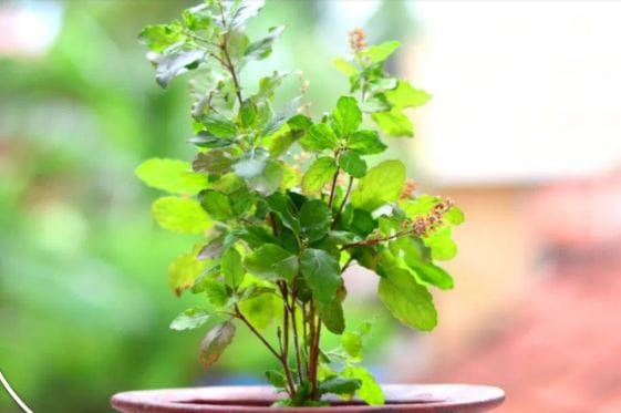 बेडरुममध्ये तुळस ठेवल्यास नात्यात वितुष्ट निर्माण होते, असे म्हटले जाते. किचनमध्येही तुळस ठेवू नये असे सांगितले जाते. ही चूक केल्यास जेवण खराब होणे, अनावश्यक खर्च वाढणे अशा अडचणी येऊ शकतात. बाथरुम तसेच टॉयलेटमध्ये किंवा खिडकीत तुळस ठेवू नये. 