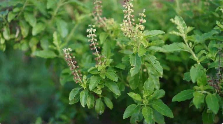 बाथरुम किंवा टॉयलेटमध्ये तुळस ठेवल्यास घरात नकारात्मक उर्जा निर्माण होते, असे सांगितले जाते. तसेच तुळसीचे झाड घराच्या मुख्य दरवाजाच्या पुढे ठेवू नये. कारण यामुळे आर्थिक समस्या निर्माण होऊ शकतात. तसेच घरात नकारात्मकता वाढू शकते. 