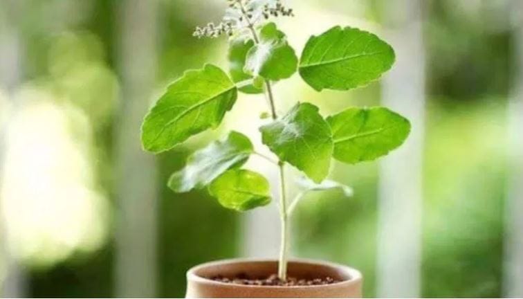 Disclaimer: वरच्या लेखातील माहिती ही प्राथमिक स्वरुपाची आहे. आम्ही या माहितीची पुष्टी करत नाही किंवा समर्थनही देत नाही. या लेखाच्या माध्यमातून अंधश्रद्धा पसरवण्याचा आमचा उद्देश नाही. वरच्या लेखात दिलेल्या माहितीवरून कोणताही निर्णय घेण्याआधी त्या-त्या क्षेत्रातील तज्ज्ञांचा सल्ला आवश्य घ्या.  