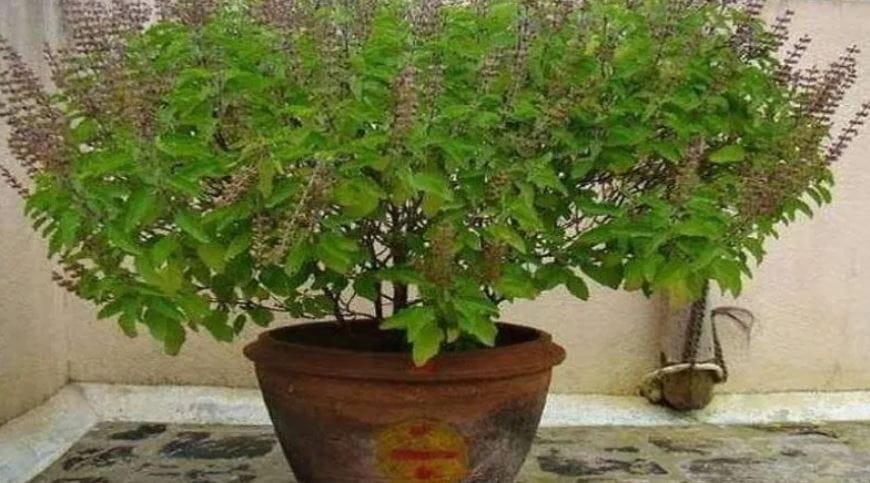 बाथरुम किंवा टॉयलेटमध्ये तुळस ठेवल्यास घरात नकारात्मक उर्जा निर्माण होते, असे सांगितले जाते. तसेच तुळसीचे झाड घराच्या मुख्य दरवाजाच्या पुढे ठेवू नये. कारण यामुळे आर्थिक समस्या निर्माण होऊ शकतात. तसेच घरात नकारात्मकता वाढू शकते. 