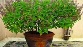 घरातली तुळस जातेय वाळून, भयंकर संकटात सापडल्याचा संकेत; काय करावं?.