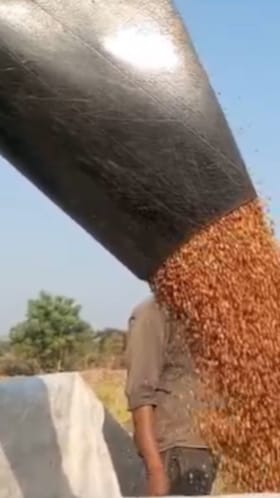 मुक्ताईनगर तालुक्यात तूर काढणीला सुरुवात.