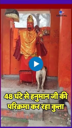 48 तासांपासून हनुमान मूर्तीची परिक्रमा करतोय कुत्रा! व्हिडीओ व्हायरल.