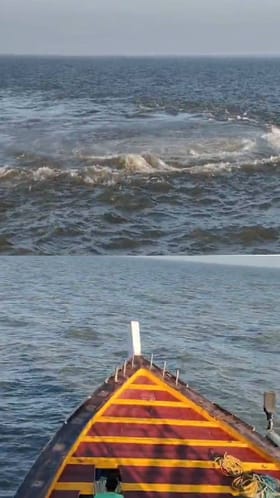 वसईच्या समुद्रात भलतंच घडलं... बोटी नेताना मच्छिमार बिथरले.