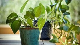 Vastu Shastra : ही आहेत पैसा देणारी झाडं, तुमच्या घरात आहेत का?