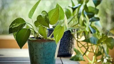 Vastu Shastra : ही आहेत पैसा देणारी झाडं, तुमच्या घरात आहेत का? नसतील तर मग आजच लावा