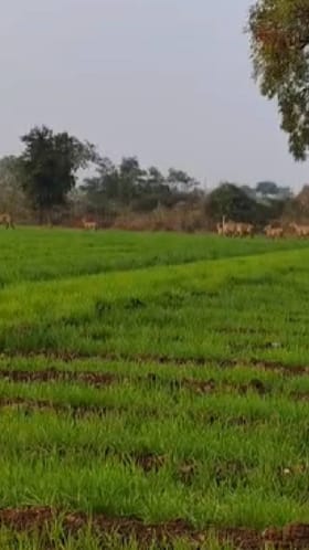 नीलगायींचे कळपाने घातला मोठा धुमाकूळ.