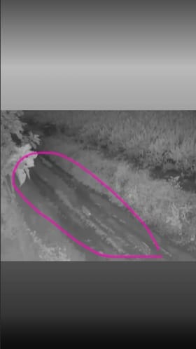 वाशिमच्या वांगी गावातील शेतात बिबट्याचा वावर.