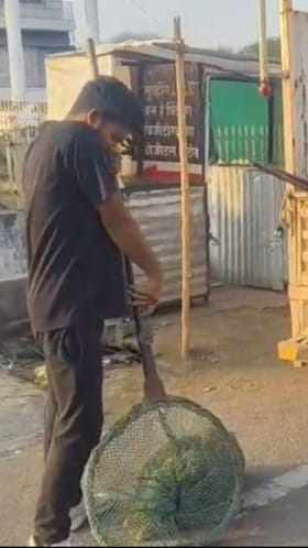 वाशिममध्ये भटक्या कुत्र्यांवर नगरपरिषदेची कारवाई.