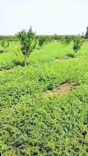 वाशिम जिल्ह्यात रब्बी पेरणीचा उच्चांक; चिया पिकाकडे शेतकऱ्यांचा वाढता कल.